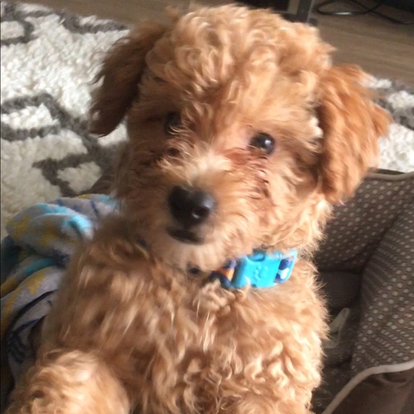 Meet your Posher, James - Picture 1 of 1